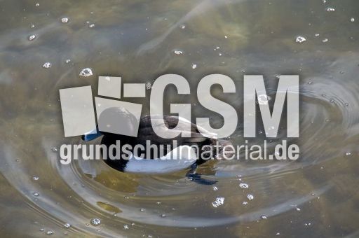 Reiherente (12 von 12).jpg